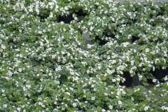 Bacopa
