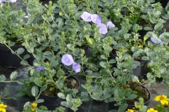 Convulvulus en Bidens