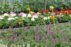 Dahlia en Salvia