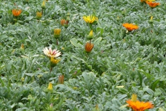 Gazania