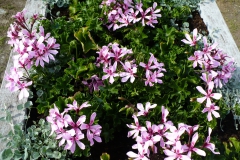 Hanggeranium