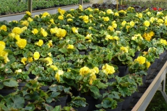 Knolbegonia