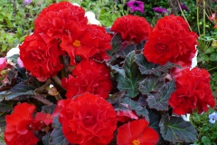 Knolbegonia