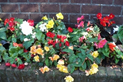 Knolbegonia