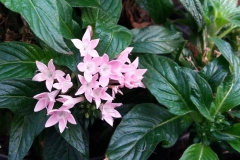 Pentas