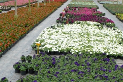 Petunia