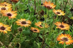 Spaanse Margriet