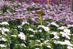 Spaanse Margriet