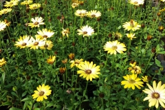 Spaanse Margriet