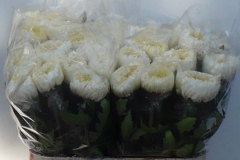 Chrysanten