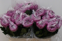 Chrysanten