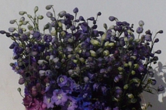 Delphinium Ridderspoor