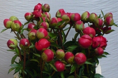 Pioenrozen