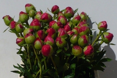 Pioenrozen