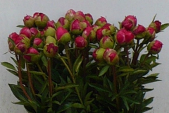 Pioenrozen