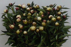 Pioenrozen