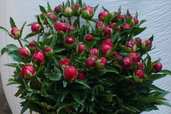 Pioenrozen