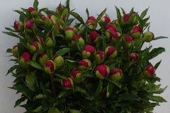 Pioenrozen