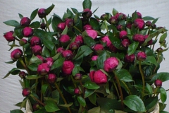 Pioenrozen
