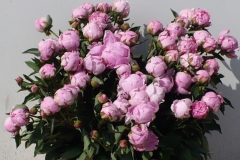 Pioenrozen