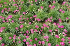 Vaste Planten 2022