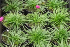 Engels Gras