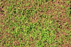 Sedum Vetkruid