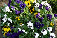 Violen